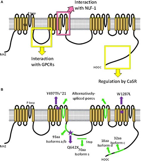 sodium leak channels|neuroscience